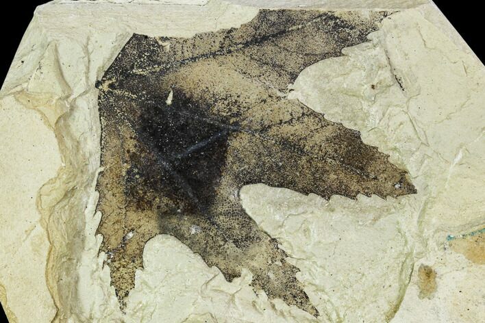 Fossil Sycamore (Platanus) Leaf - Green River Formation #109651